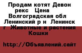 Продам котят Девон-рекс › Цена ­ 15 - Волгоградская обл., Ленинский р-н, Ленинск г. Животные и растения » Кошки   